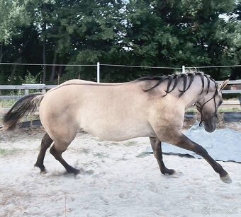 Zrebce Pripúšťanie - 10