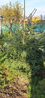 Živé smreky🎄 ako Vianočný stromček🎄 - 10