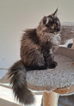 MAINE COON - Mainská mývalia s PP - 10