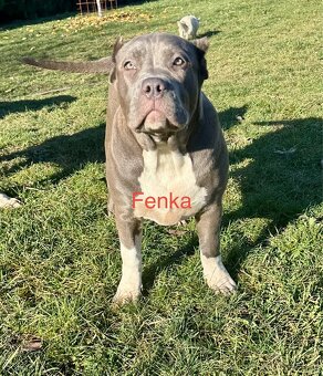 American Bully XL - 10