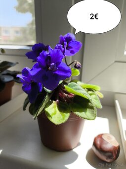 Izbové rastliny - 10