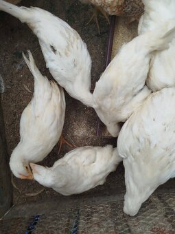 Leghorn - 10