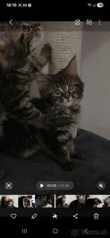 Maine Coon - 10