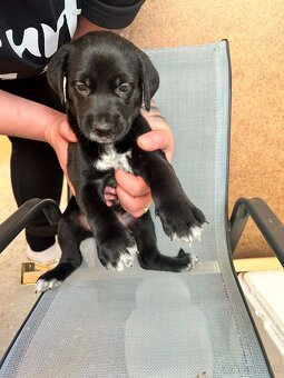 🐶 Šteniatka – krížence, len do dobrých rúk - 10