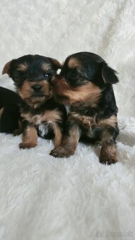 Yorkshire Terrier - 10
