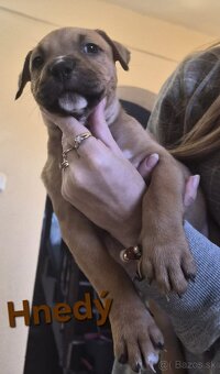 Americký stafordšírsky teriér - 10