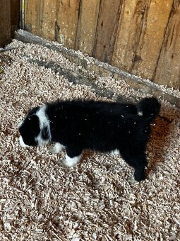 Šteniatka Border kólia - 10