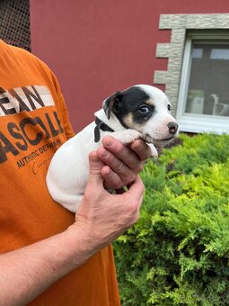 Tricolor Jack Russell šteniatka - 10