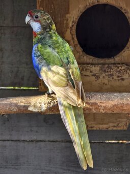 Predám alebo vymením rozeli pestré - 10