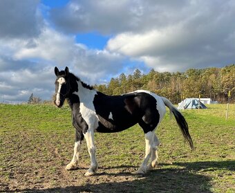 Kobylka do Rodiny hledá super Parťáka - 10