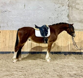 Welsh cob valach na predaj - 10