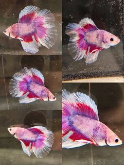 Betta Splendens - Bojovnica Pestrá. - 10