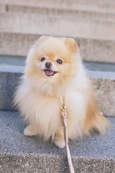 Pomeranian mini - 10