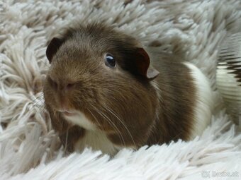 Ušľachtilé morčiatka - 10