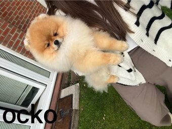 Pomeranian mini Boo - 10