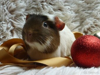 Ušľachtilé morčiatka - 10