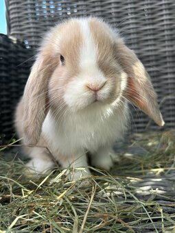 OČKOVANÉ huňaté Minilop králiky -BIOvýživa, odborný chov, VP - 10