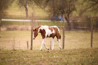 American Paint Horse - 10