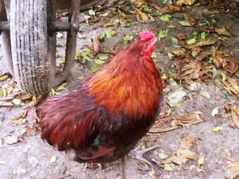 Predám kohúta leghorn - 10