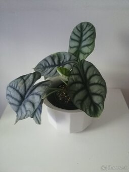 Monstera deliciosa,rastuca hlavne do vysky krasna 2 m vysoka - 10