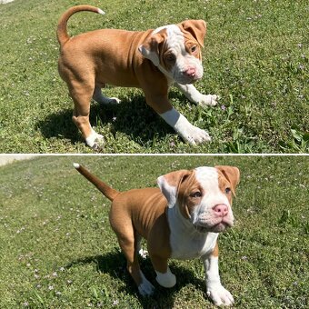 Psík American bully s pp na predaj - 10