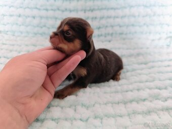 Choco, Chocolate Yorkshire terrier - 10