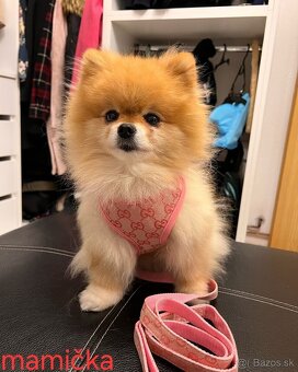 Pomeranian mini Boo - 10