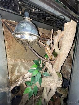 Tri pagekóny riasnaté-samec a dve samičky - 10