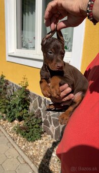 DOBERMAN ŠTENIATKA S FCI P.P - 10