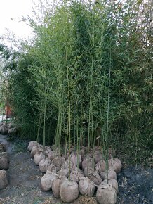 1-4 metrové bambusy na živý plot Predám vždy zelený bambus - - 10