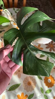 monstera albo variegata - 10