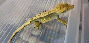 Pagekon riasnaty - Correlophus ciliatus - 10