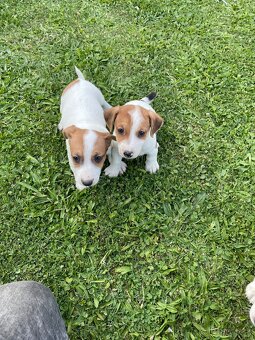 Jack russel terier - 10