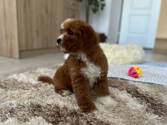 Cavapoo psík - 10