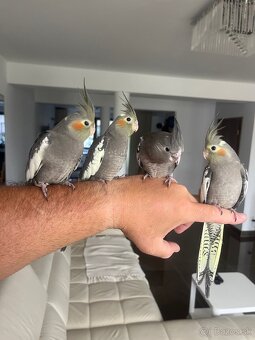 Korely ručne dokrmena Krotká - 10