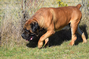 búrský buldok- boerboel-feny-garance zdravých kloubů - 10