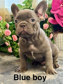 Francúzsky buldoček,buldog,bulldog krásne farby - 10