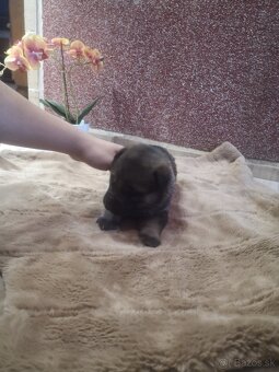 nemecky ovčiak šteniatka - 10