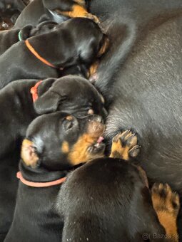 Dobermann - 10