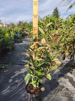 Vavrinovec cervienka - 10