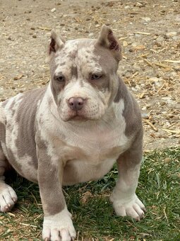 Na predaj American Bully - 10