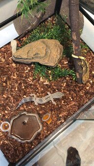 Predam terrarium kompletne - 10