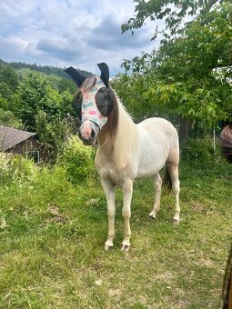 Kobyla 3 ročná - 10