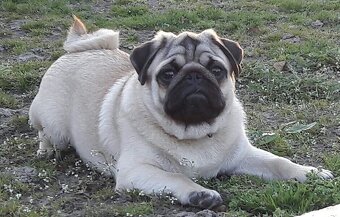 Mops šteniatka s PP - 10