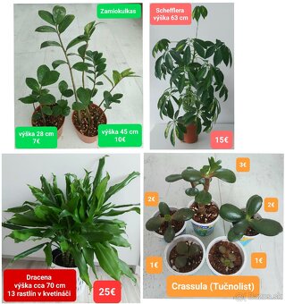 Predám izbové rastliny - 10