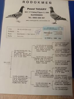 Poštové holuby - 10