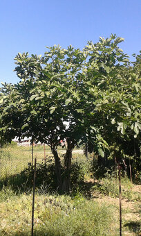 FIGOVNíKY RODIACE - 10