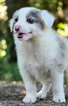Border Collie, kolia - 10