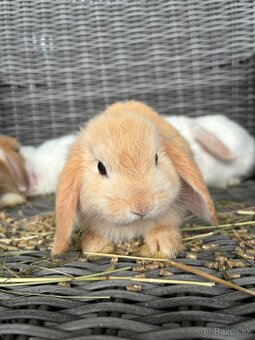 OČKOVANÉ huňaté Minilop králiky -BIOvýživa, odborný chov, VP - 10