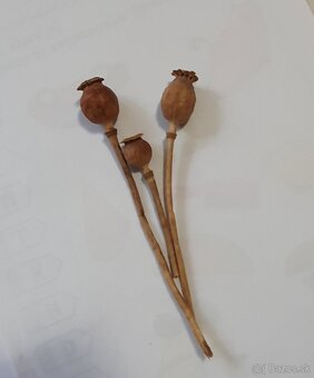 Vetvicky a sisky na adventne vence / dekoracie - 10